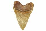 Serrated, Fossil Megalodon Tooth From Morocco - Rare Location #352999-1